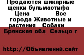 Продаются шикарные щенки бульмастифа › Цена ­ 45 000 - Все города Животные и растения » Собаки   . Брянская обл.,Сельцо г.